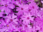 Creeping Phlox in the rain