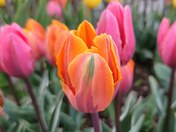 Princess Irene Tulips