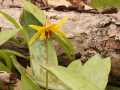 Trout lily   Red trillium 