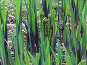 Spring Green 