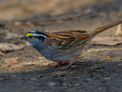 White-throated Sparrow 