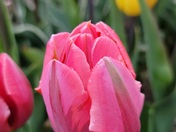 Pretty Princess in the rain