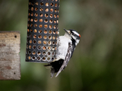 Downy by the feeder