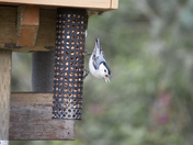 Get away from my feeder!