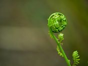 Springtime awakening