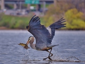 Great Blue Heron got cat fish for lunch.