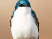 Tree Swallow Portrait
