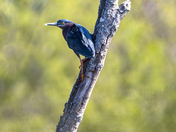 Green Heron amongst the shadows
