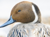 Northern Pintail Staredown