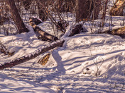 Snowy Woods