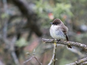 Eastern Phoebe