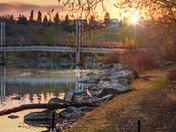 Family Geese Walks At Sunrise