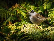 Royalty Wearing Its Crown