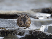 Muskrat cleaning Itself
