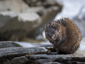 Muskrat cleaning Itself