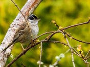 Orange-crowned Sparrow