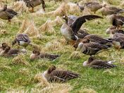 Wake Up You Lazy Birds