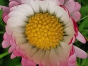 Springtime Flowers