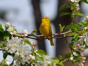 Yellow Warbler