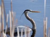 Great blue heron 