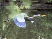 Flight of the great blue heron