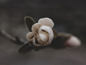 Magnolia