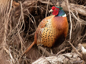 Our Backyard Neighbor