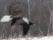 Hey, Don't Take My Chicken Dinner