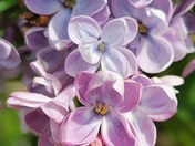 Lilac close-up