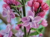 Lilac close-up