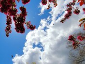 Vultures and Flowers 