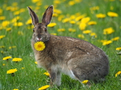 Dandelion Diva