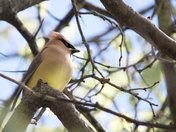 Cedar Waxwing