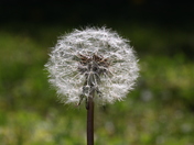 Dandelions