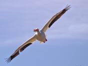 Flight