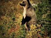 Grizzly Bear in Kananaskis