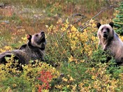 Grizzly mother with two-year-old cub 