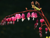 The Bleeding Heart