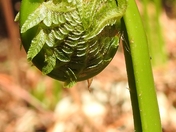 Fiddlehead up close