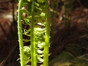 Fiddlehead cluster