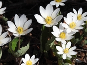 Bloodroot soaking up the sun