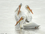Pelicans