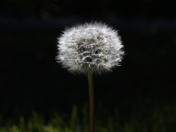 Dandelions