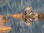 Yes, they are only stumps, but....