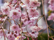 Spring Dreams
