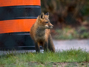 Urban Fox cub