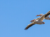 Precision Flight