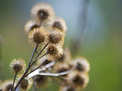 Burdock bouquet