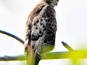 Hawk at the top of the Gorge 