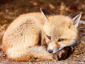 After Dinner Nap Time